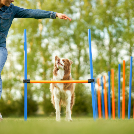 How to Create a Routine for Your Dog: Structure and Stability How to Create a Routine for Your Dog: Structure and Stability