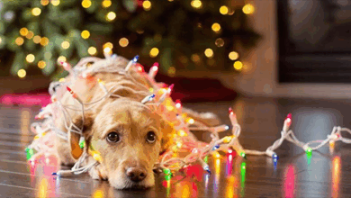 10 Winter Holiday Hazards for Dogs