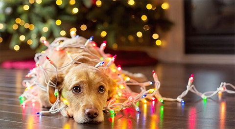 10 Winter Holiday Hazards for Dogs