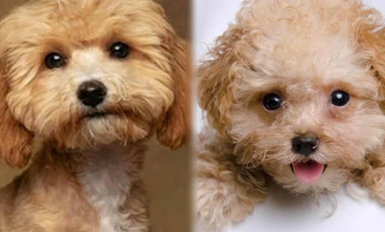 Maltipoo Vs Toy Poodle: Which One’s Right for Me? Maltipoo Vs Toy Poodle: Which One’s Right for Me?