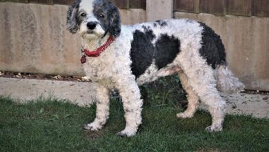 8 Tips on How to Train a Cockapoo – Vet Approved Advice