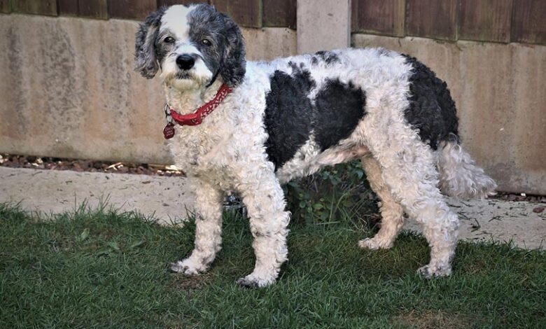 8 Tips on How to Train a Cockapoo – Vet Approved Advice 8 Tips on How to Train a Cockapoo – Vet Approved Advice