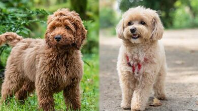 Cockapoo vs Maltipoo: How Are They Different?