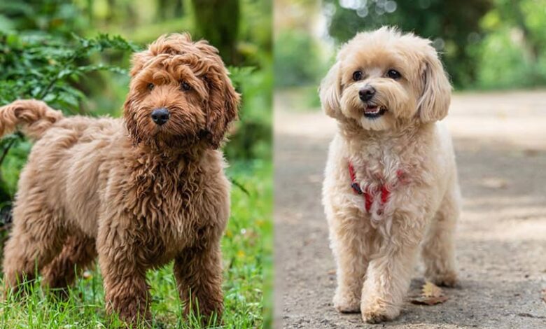 Cockapoo vs Maltipoo: How Are They Different? Cockapoo vs Maltipoo: How Are They Different?