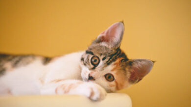 Cat loves Bathroom? 5 Reasons about cat follow you into the bathroom – Rabbitgoo