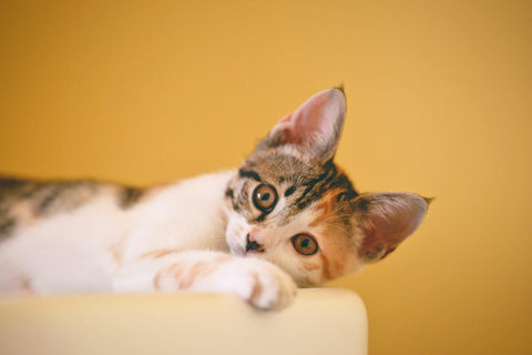 Cat loves Bathroom? 5 Reasons about cat follow you into the bathroom – Rabbitgoo