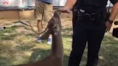 Construction Workers Rescue Deer Tied to Tree, and He Later Shows Up at Their Back Door