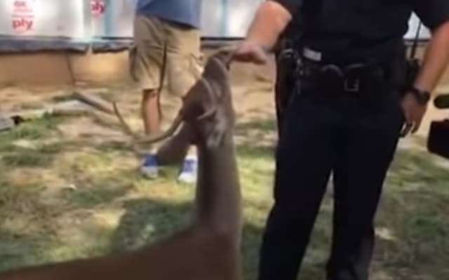 Construction Workers Rescue Deer Tied to Tree, and He Later Shows Up at Their Back Door Construction Workers Rescue Deer Tied to Tree, and He Later Shows Up at Their Back Door