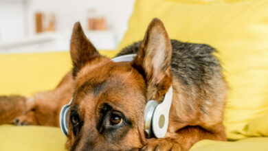 How Dogs Perceive Music: Exploring Canine Preferences
