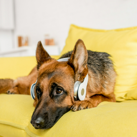 How Dogs Perceive Music: Exploring Canine Preferences