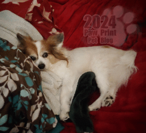Shock and Denial – Paw Print