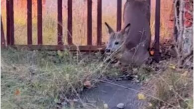 Woman Spots Terrified Deer Trapped in Backyard Fence and Rushes to the Rescue