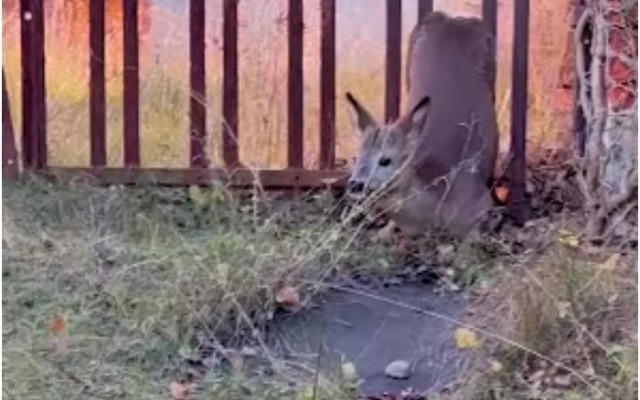 Woman Spots Terrified Deer Trapped in Backyard Fence and Rushes to the Rescue Woman Spots Terrified Deer Trapped in Backyard Fence and Rushes to the Rescue