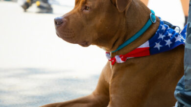 How to Teach Your Dog to Be a Good Canine Citizen: Community Engagement