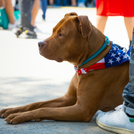 How to Teach Your Dog to Be a Good Canine Citizen: Community Engagement How to Teach Your Dog to Be a Good Canine Citizen: Community Engagement