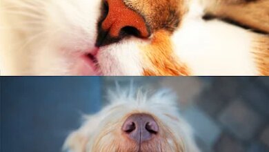 The Best Enrichment for Your Dog and Cat Involves the Nose
