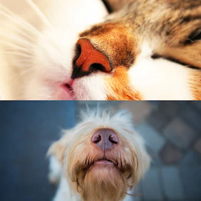 The Best Enrichment for Your Dog and Cat Involves the Nose