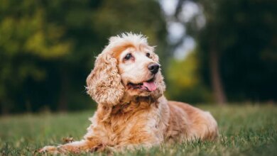 Should You Use a Secondary Reinforcer (Clicker) in Counter Conditioning?