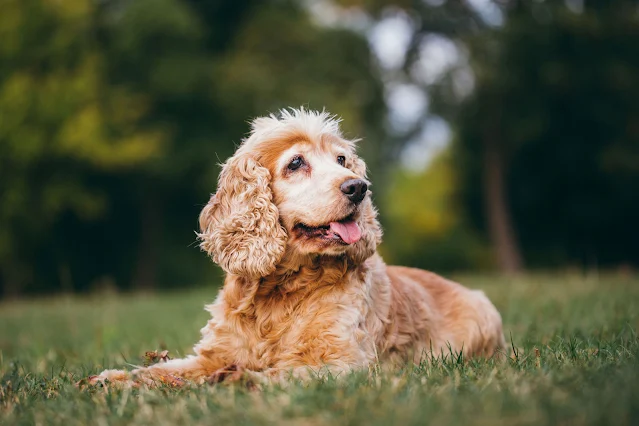Should You Use a Secondary Reinforcer (Clicker) in Counter Conditioning?