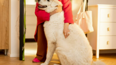 Understanding Dog Separation Anxiety: Symptoms and Solutions