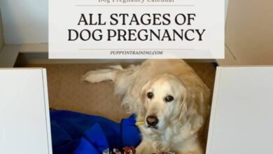 Dog Pregnancy Calendar – All Stages Of Dog Pregnancy