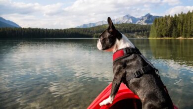 Canadian Dog Trainers Want Regulation but One Third are Self-Educated