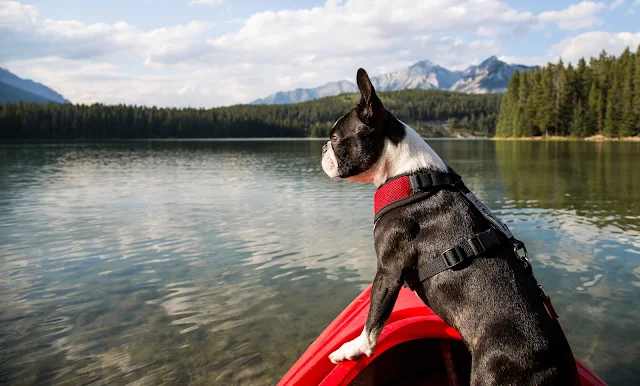 Canadian Dog Trainers Want Regulation but One Third are Self-Educated