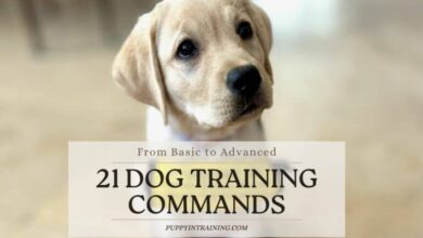 21 Dog Training Commands – Basic To Advanced For A Well-Behaved Dog