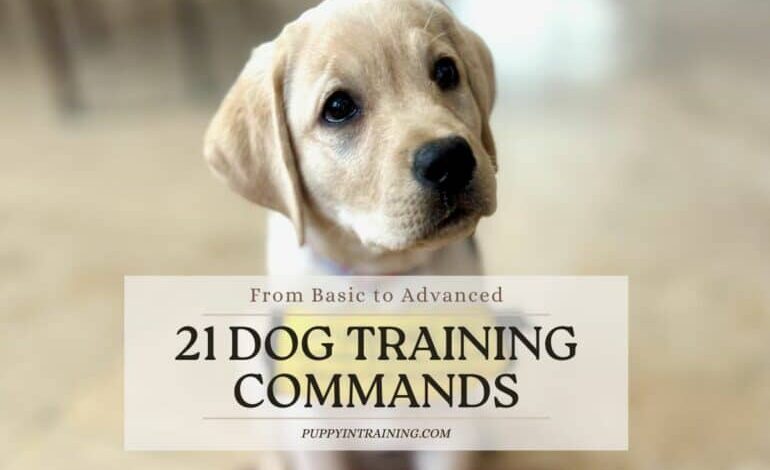 21 Dog Training Commands – Basic To Advanced For A Well-Behaved Dog 21 Dog Training Commands – Basic To Advanced For A Well-Behaved Dog