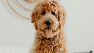 How To Care For Your Doodle’s Coat