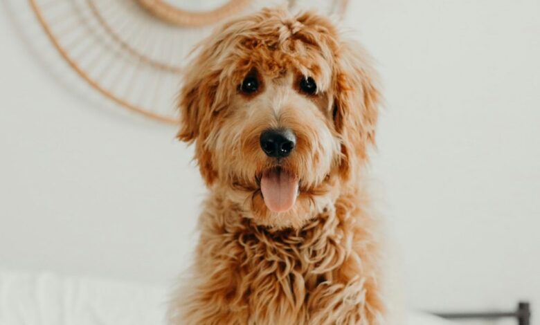 How To Care For Your Doodle’s Coat How To Care For Your Doodle’s Coat