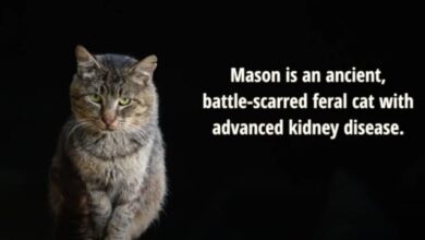 Feral Cat Struggles in Rescue Home Until He Finds Joy Adopting His Own Kittens
