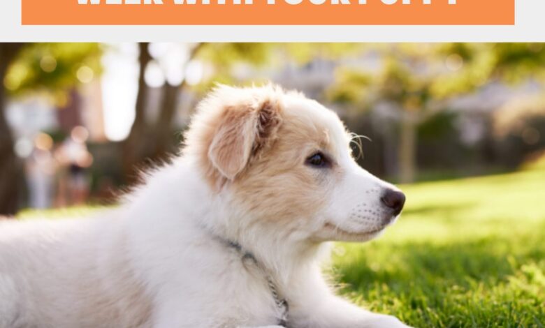 7 Tips For Surviving The First Week With Your New Puppy 7 Tips For Surviving The First Week With Your New Puppy