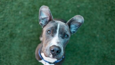The Importance Of Pet Fostering For DPA