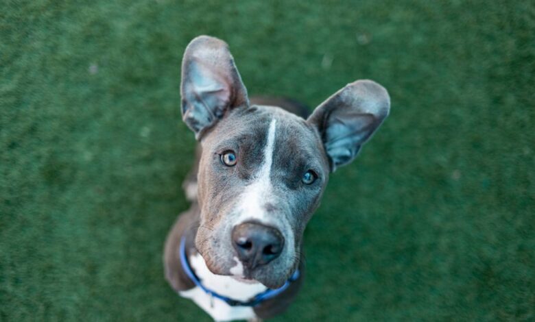 The Importance Of Pet Fostering For DPA The Importance Of Pet Fostering For DPA