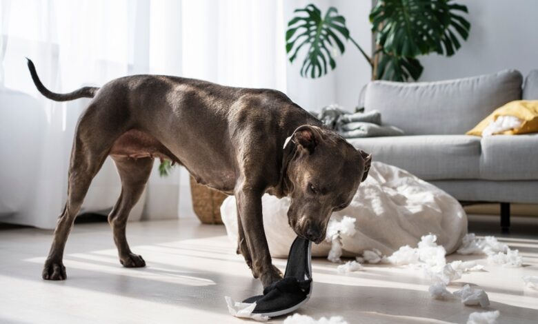 13 Strange But True Reasons Dogs Act Like They Do