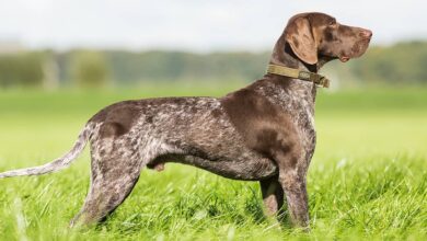 High-Energy Hunting Dogs & Family Pets