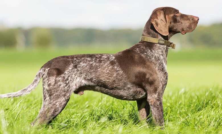 High-Energy Hunting Dogs & Family Pets