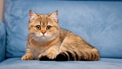 Golden British Shorthair: Pictures, Facts & History