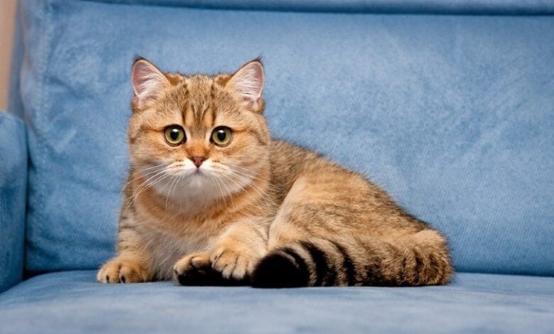 Golden British Shorthair: Pictures, Facts & History