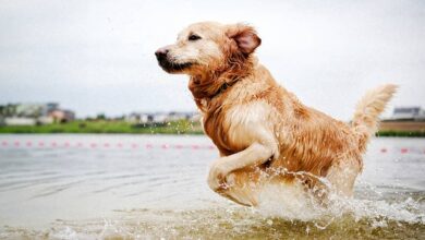 6 Retriever Breeds to Get to Know