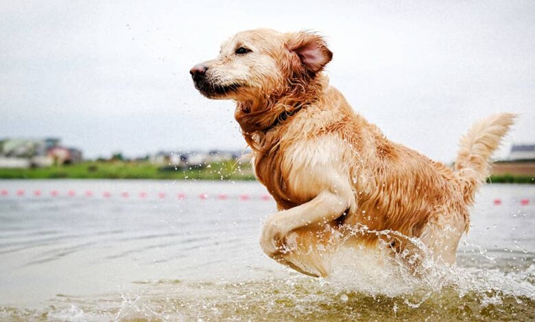 6 Retriever Breeds to Get to Know