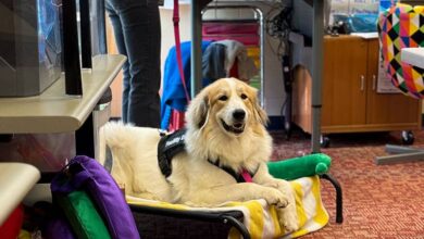 Warriors’ Best Friend: Meet Gracie!