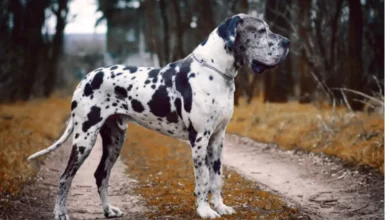 Best Dog Breeds Similar to Great Dane: Find Your Perfect Match