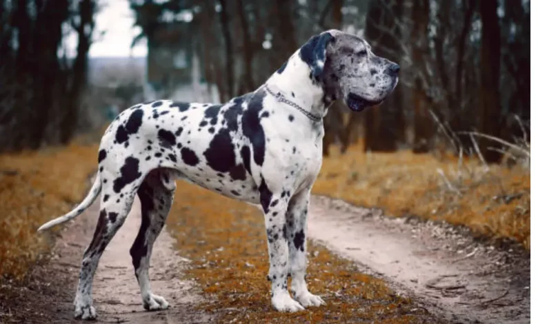Best Dog Breeds Similar to Great Dane: Find Your Perfect Match Best Dog Breeds Similar to Great Dane: Find Your Perfect Match