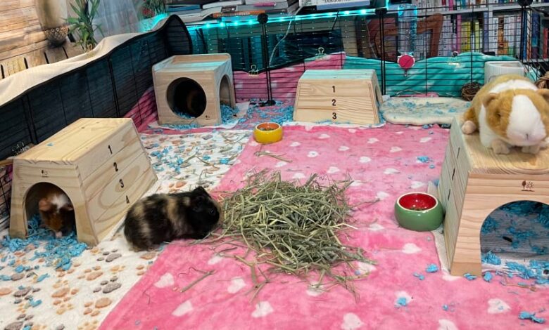 How to Make Guinea Pigs More Eco-friendly Pets How to Make Guinea Pigs More Eco-friendly Pets