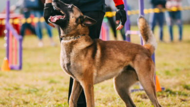 How to Prepare for a Dog Show: Tips for First-Time Competitors