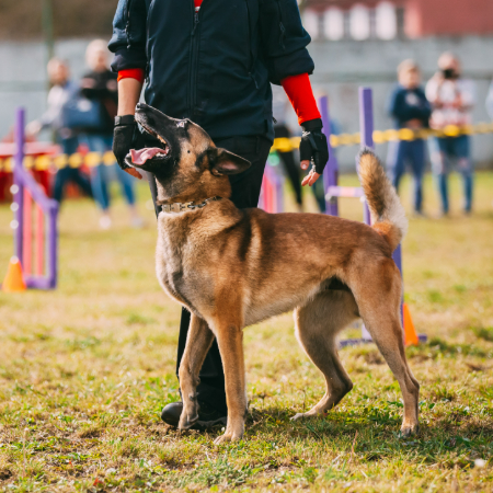 How to Prepare for a Dog Show: Tips for First-Time Competitors How to Prepare for a Dog Show: Tips for First-Time Competitors