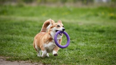 15 Clever Dog Breeds That Make Training Look Effortless