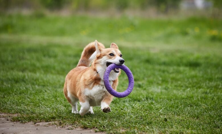 15 Clever Dog Breeds That Make Training Look Effortless